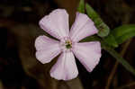 Sticky catchfly